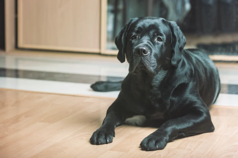 Labrador Dog Price in India by Age: Puppy to Adult