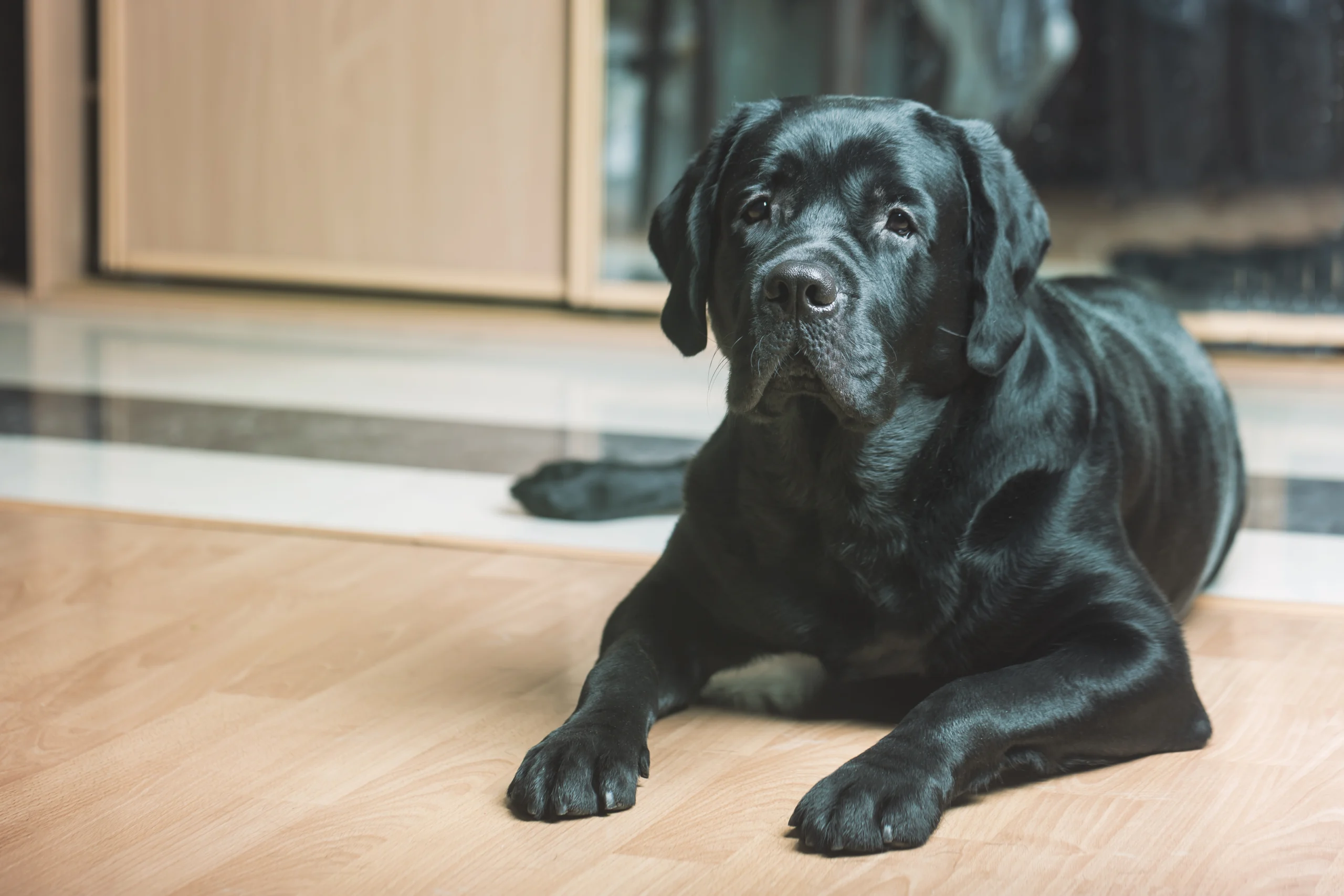 Labrador Dog Price in India by Age: Puppy to Adult
