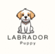 Labrador Puppy